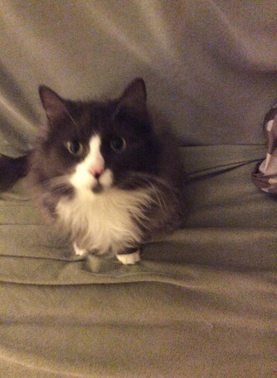 Carmelita