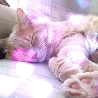 Pootsie